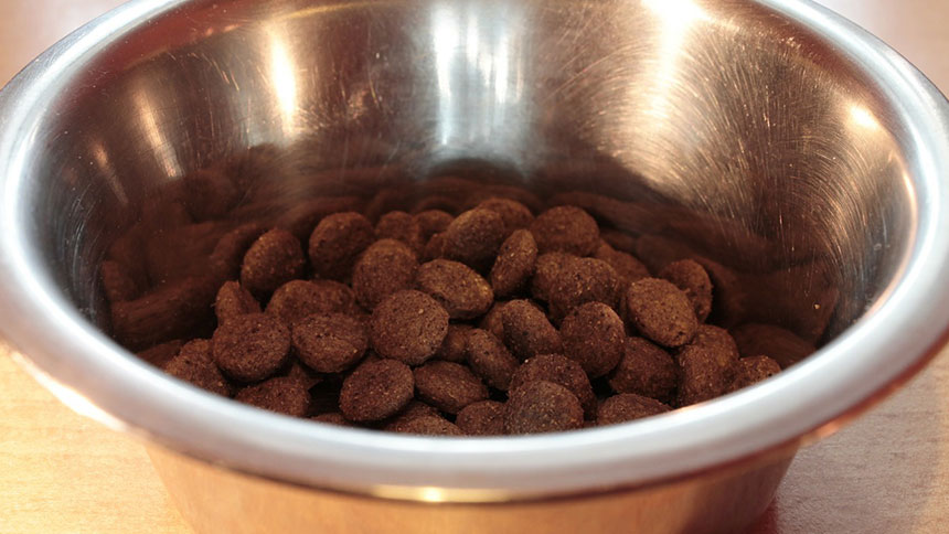 gamelle de croquettes à chien