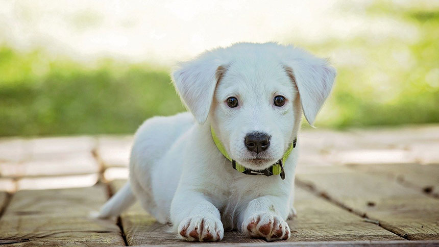 photo d'un chiot blanc dans un jardin