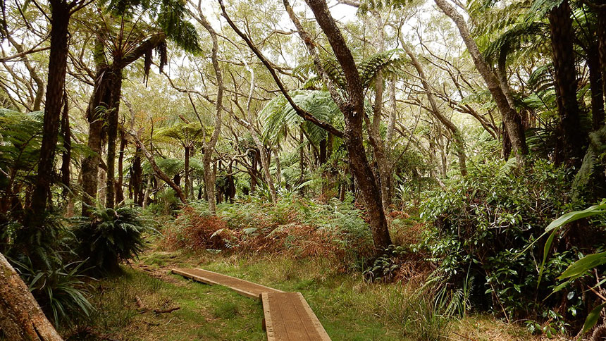 Forêt de tamarins à La Réunion