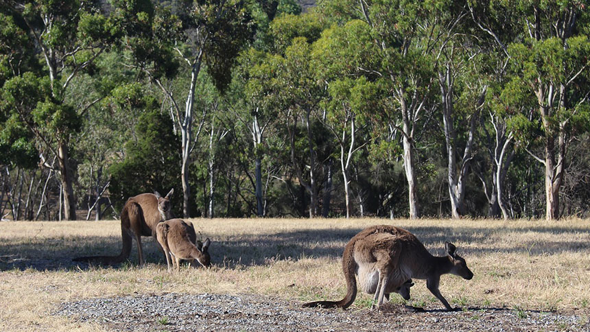 dans kangourous sauvages en Australie