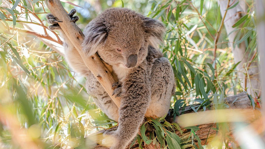 un koala dans un arbre