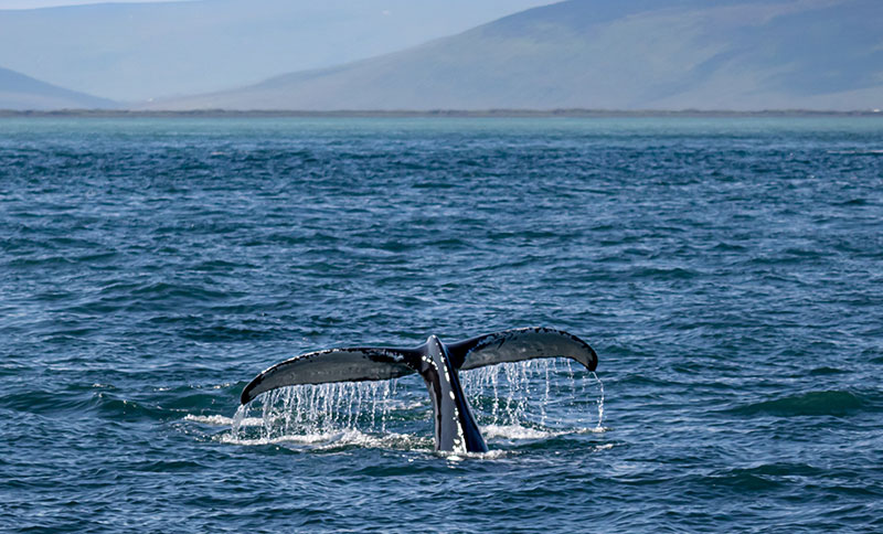 Queue de baleine à la surface de l'eau en Islande
