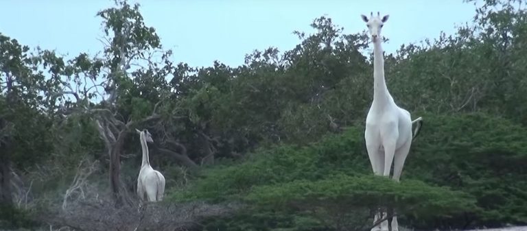 girafes blanches au Kenya, femelle et son petit