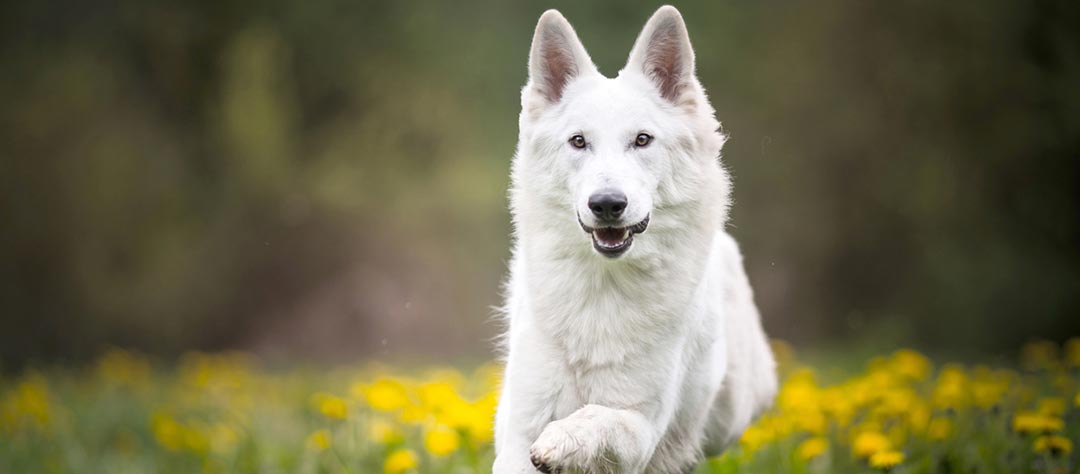 chien blanc court dans un jardin