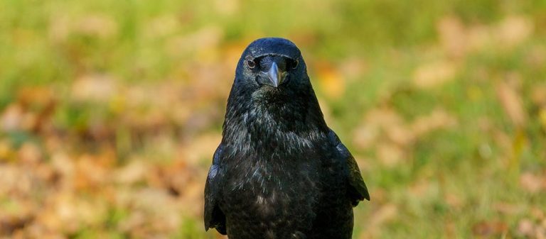 Corbeau dans un champ à la campagne