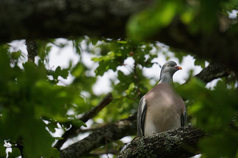 Pigeon ramier dans un arbre