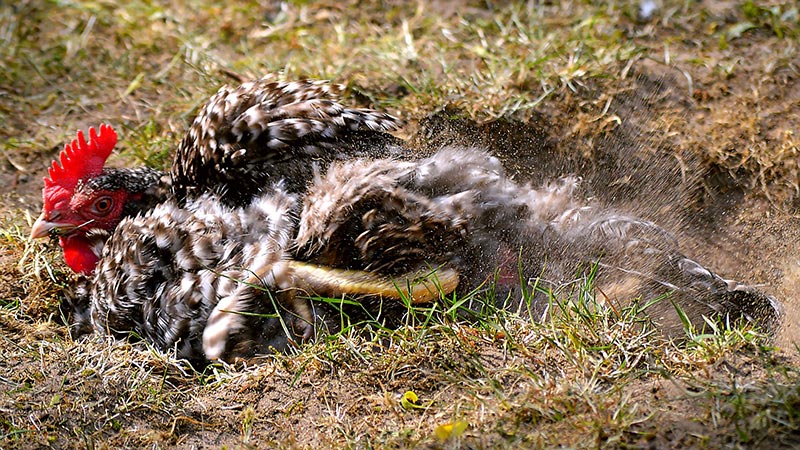 Poule qui se nettoie dans le sable et la cendre