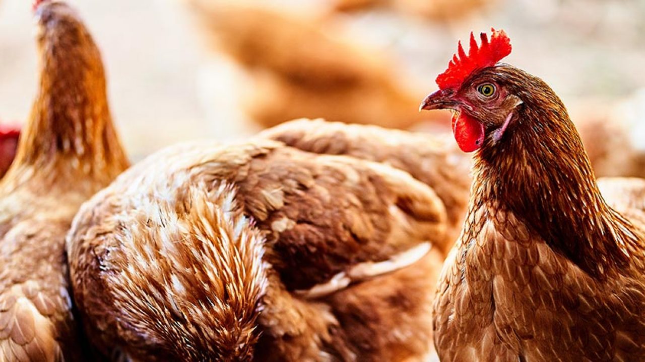 Comment Lutter Contre Les Poux Rouges Dans Le Poulailler