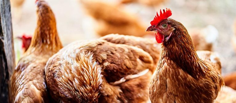 Poules rousses dans un poulailler à la maison