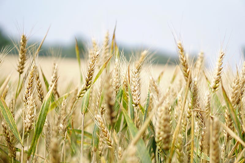 champ de blé en agriculture biologique