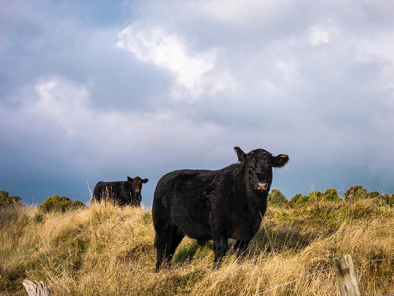 Vaches angus dans un pré