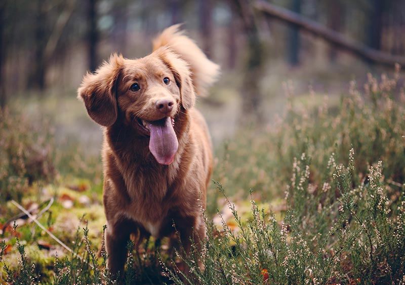 Jeune chien en forêt