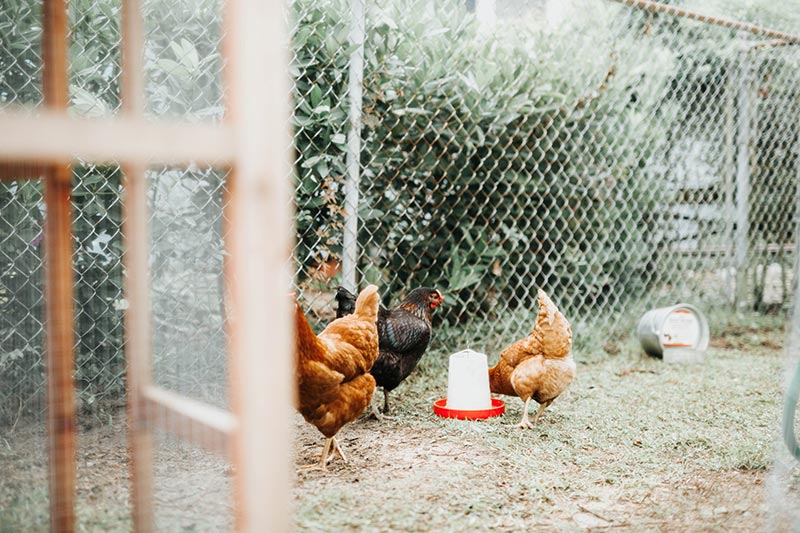 Terre de diatomée pour les poules