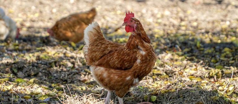 Poules rousses dans un jardin