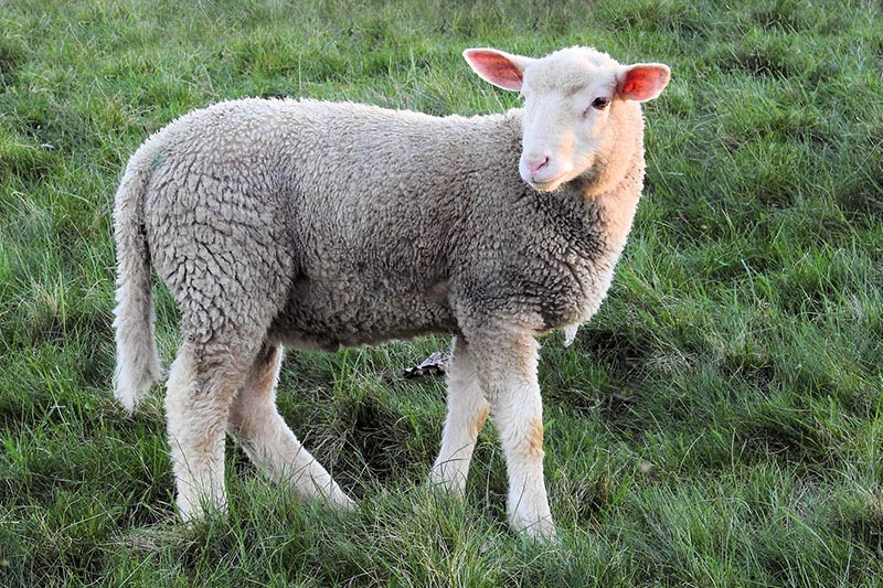 Agneau avec une longue queue