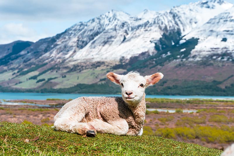 agneau couché dans l'herbe devant un paysage de montagne