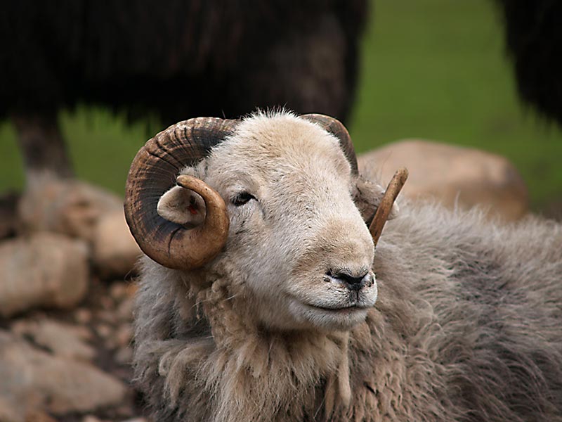 Le mouton : tout savoir sur cet animal et sa vie