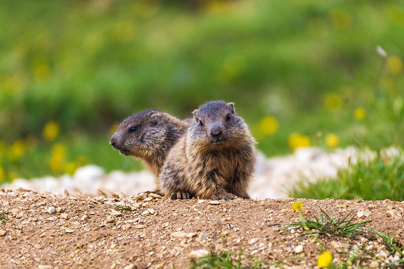 bébés marmottes à la sortie d'un terrier