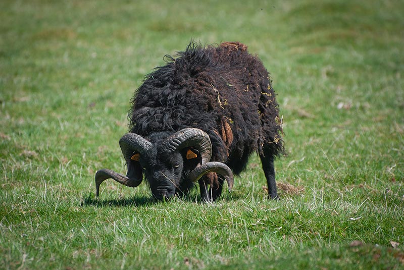 Mouton d'Ouessant