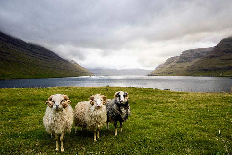 Moutons dans un paysage verdoyant