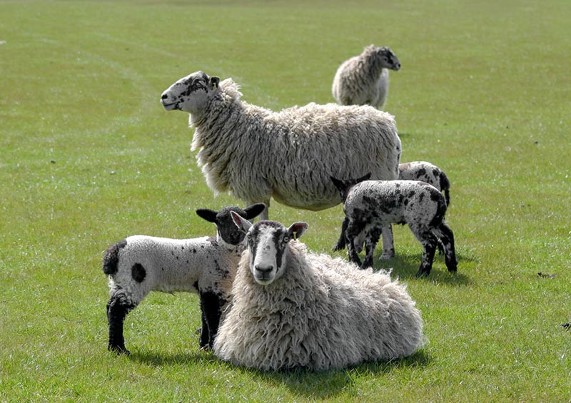 Moutons tachetés noir et blanc