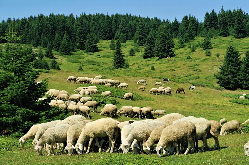 Troupeau de moutons en montagne