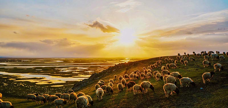 troupeau de moutons dans un pâturage