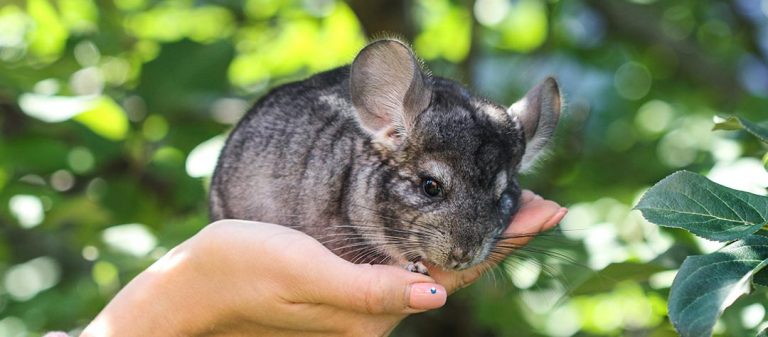 chinchilla domestique gris