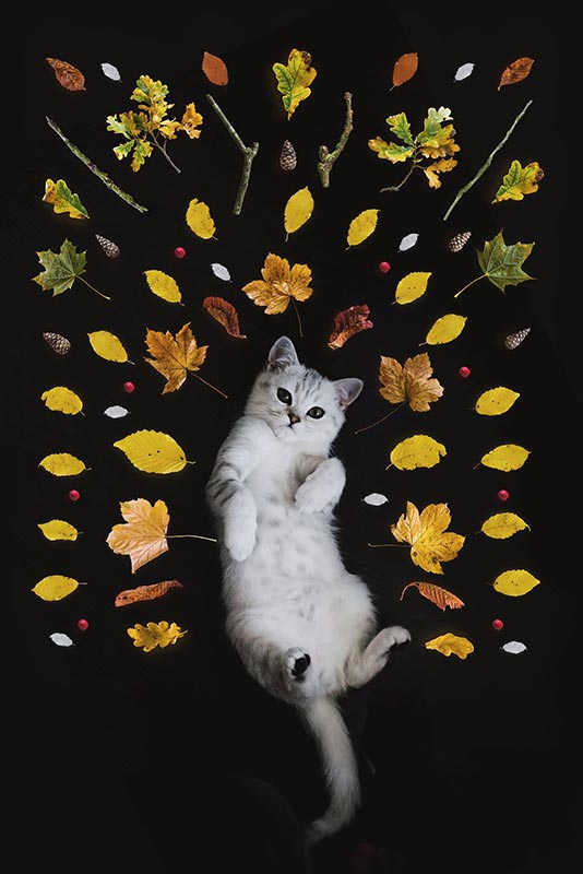 chat blanc au milieu de feuilles