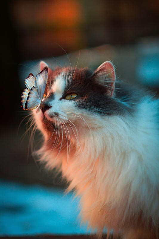 Chat avec un papillon