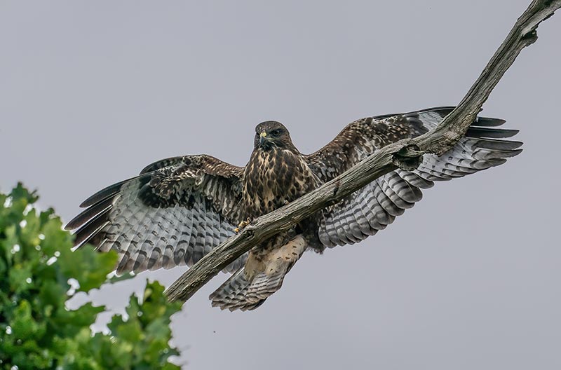 Rapace sur une branche