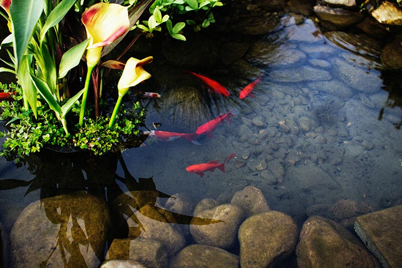 bassin dans le jardin avec poissons rouges