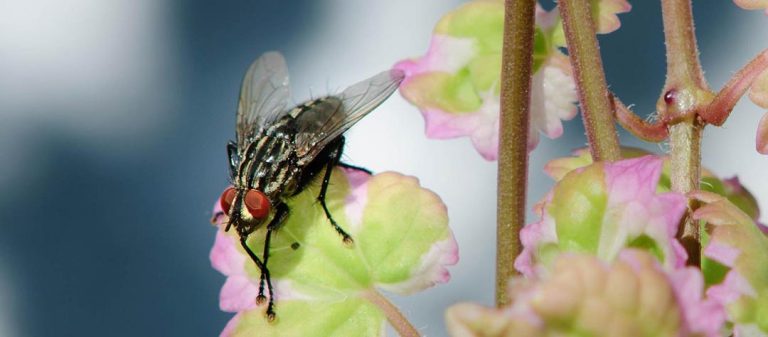 Lutter contre les mouches à la maison