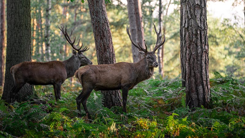 Cerfs dans la forêt de Rambouillet