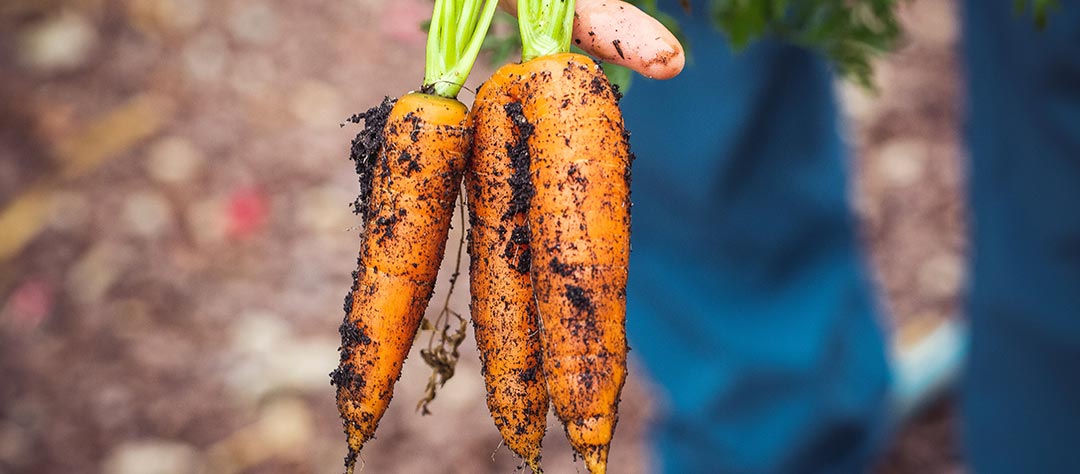 Cultiver carottes sans arroser
