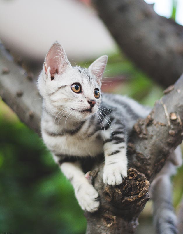 chaton dans un arbre