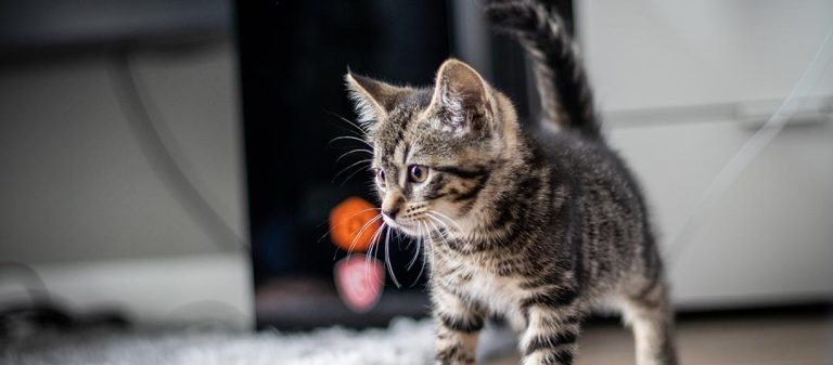 un chaton qui joue dans le salon