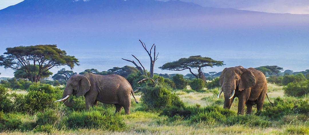 Elephants au Kenya