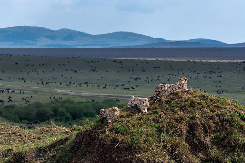 activités Kenya séjour safari