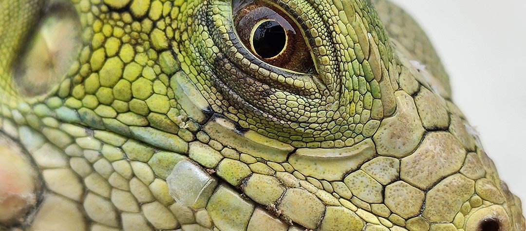 Tête de lézard en gros plan, théorie complot reptiliens