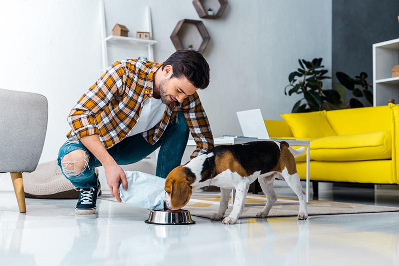 nourriture chiens complément alimentaire hydratation