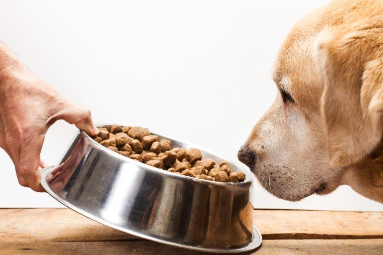 Alimentation pour chien quels conseils pour bien faire
