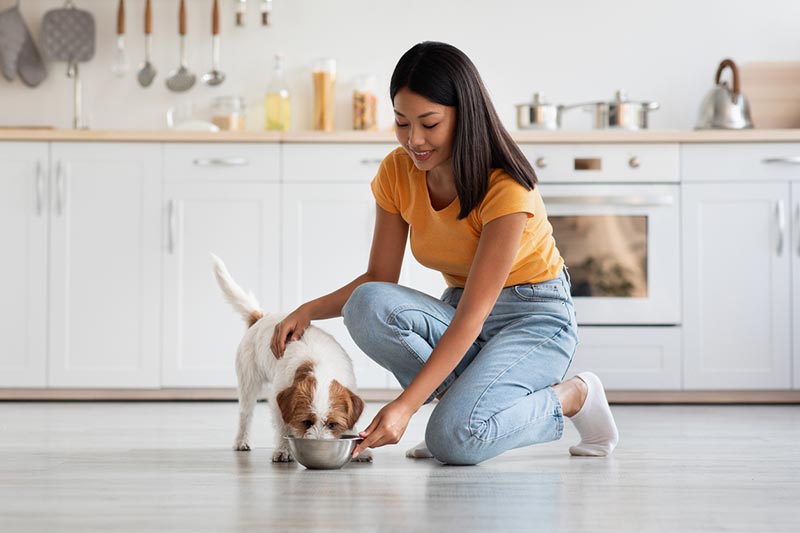 alimentation chien croquettes compléments alimentaires