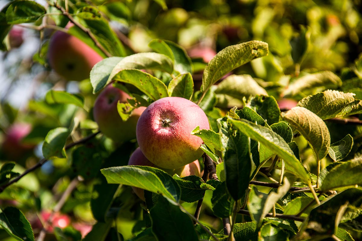 Agricultures et pommes dans un verger