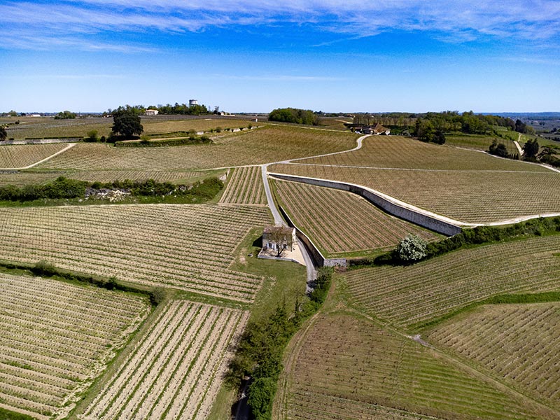 vignes dans le bordelais