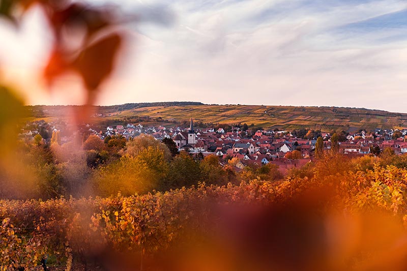 vignoble alsacien route des vins en Alsace