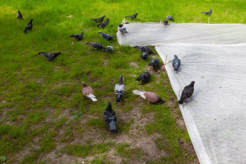 géotextile pour préparer une terrasse