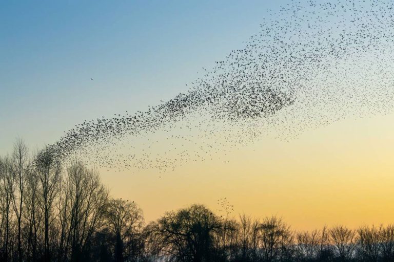 vol étourneaux en hiver effrayés par effaroucheur sonor