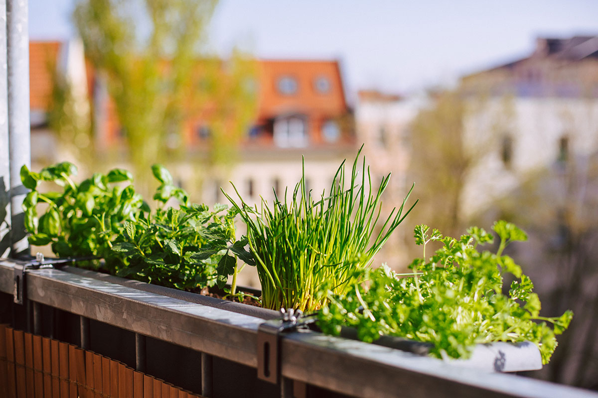 Cultiver des herbes aromatiques sur un balcon