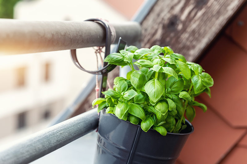 semer plantes aromatiques sur un balcon